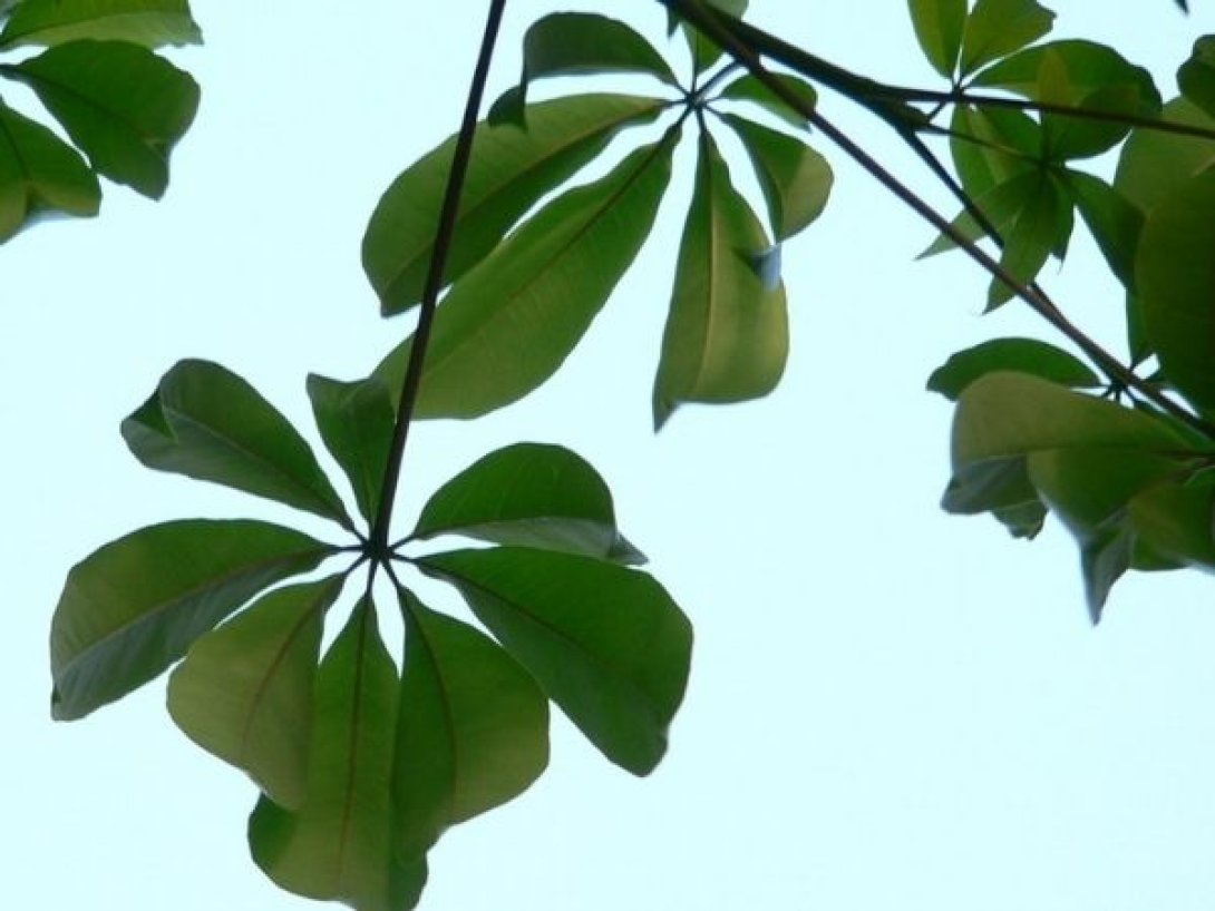 Hojas palmadas de la ceiba vistas contra el cielo.