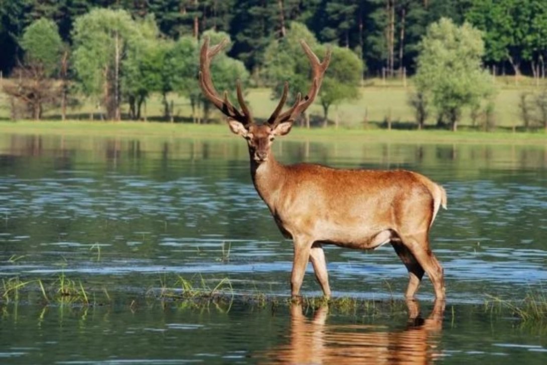 Ciervo en un río.