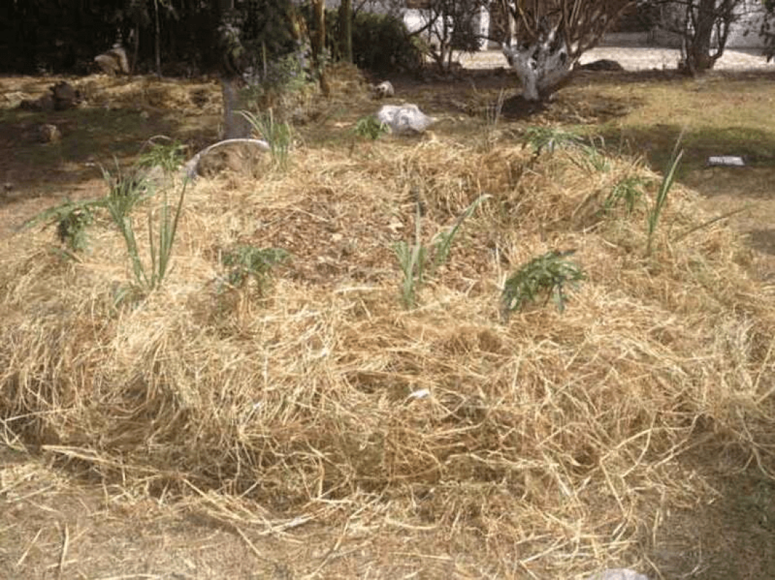 Círculo de plátano, boniato y frutabomba en crecimiento.