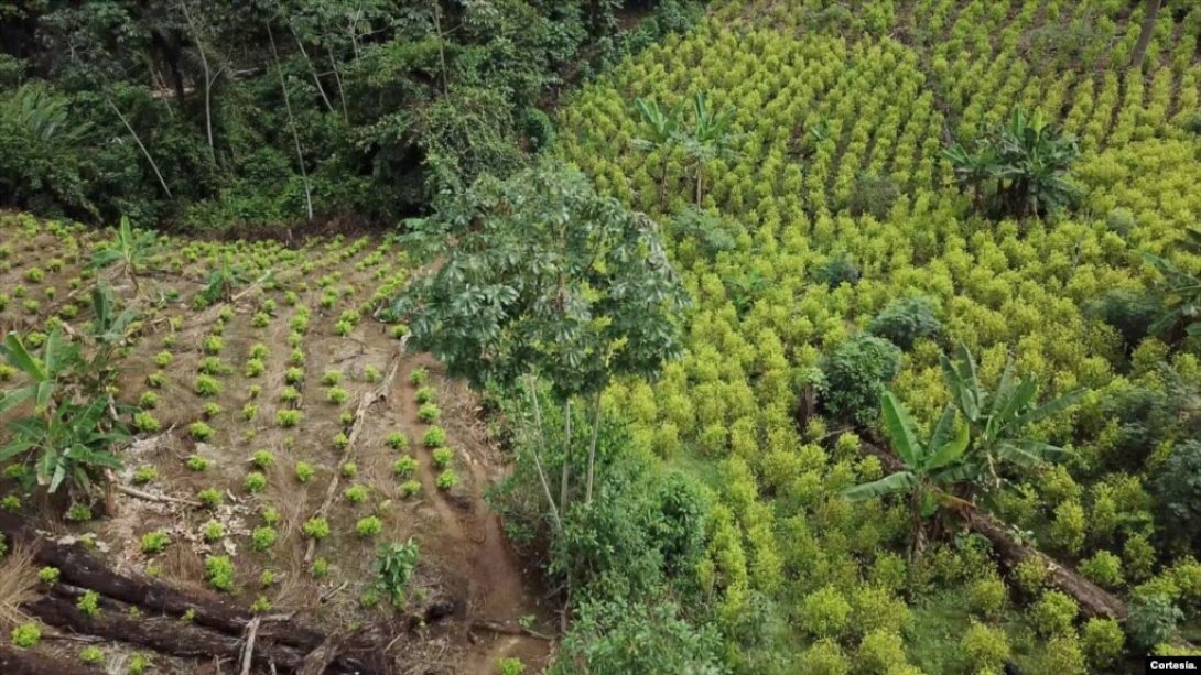 Cultivos de hoja de coca en el departamento de Putumayo, Colombia (2023).