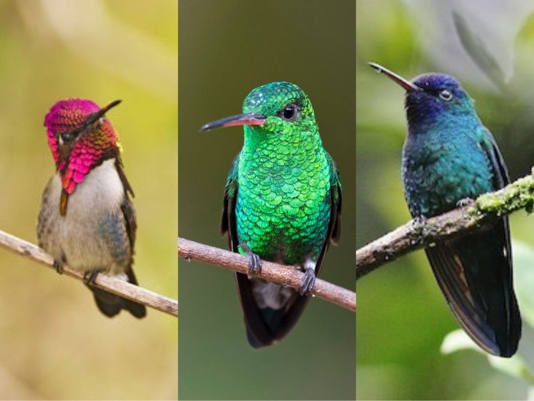 Tres especies de colibríes endémicos de Cuba.