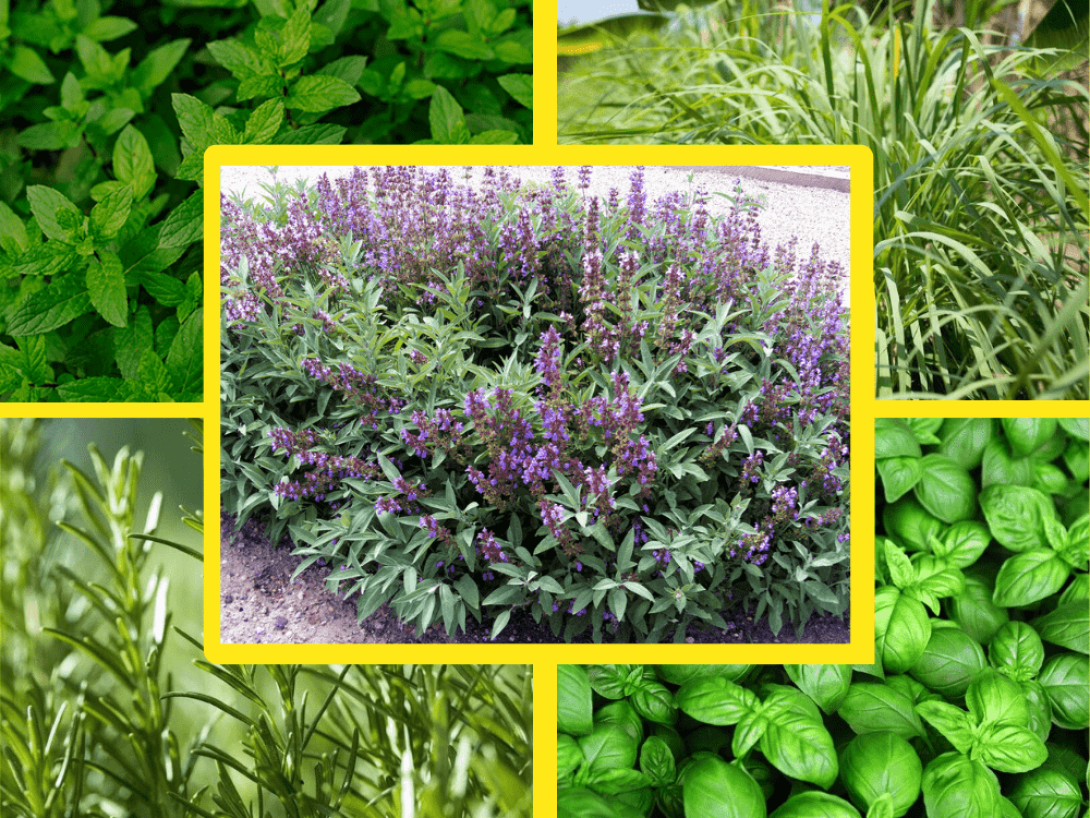 Collage de cinco plantas para ahuyentar a los mosquitos.