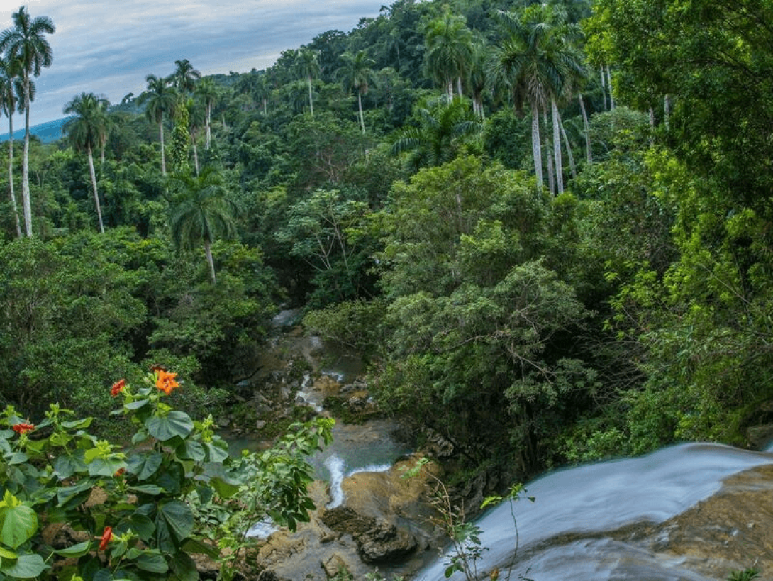 Bosque cubano: donde converge una biodiversidad única que junta al río, la flora y fauna...