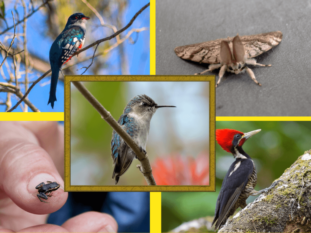 Collage de especies de la fauna cubana.