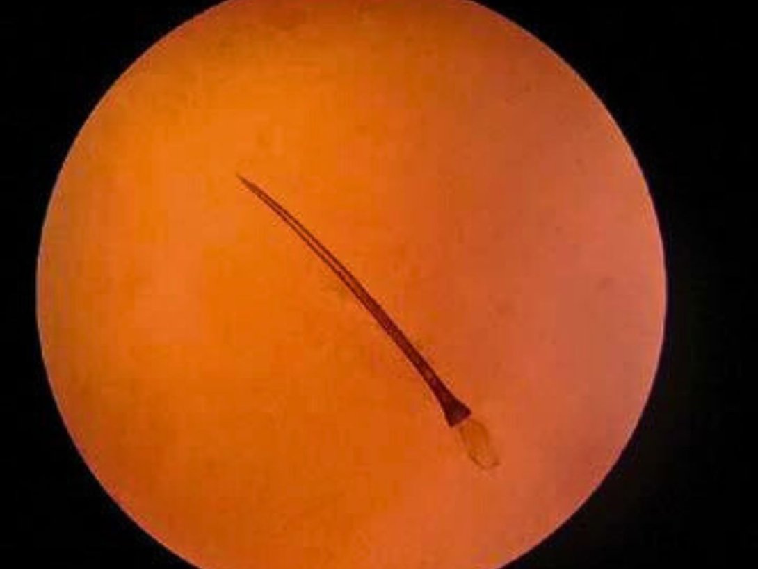 "Dardo del amor" de la polymita brocheri. Foto de Alexis Suárez Torres.