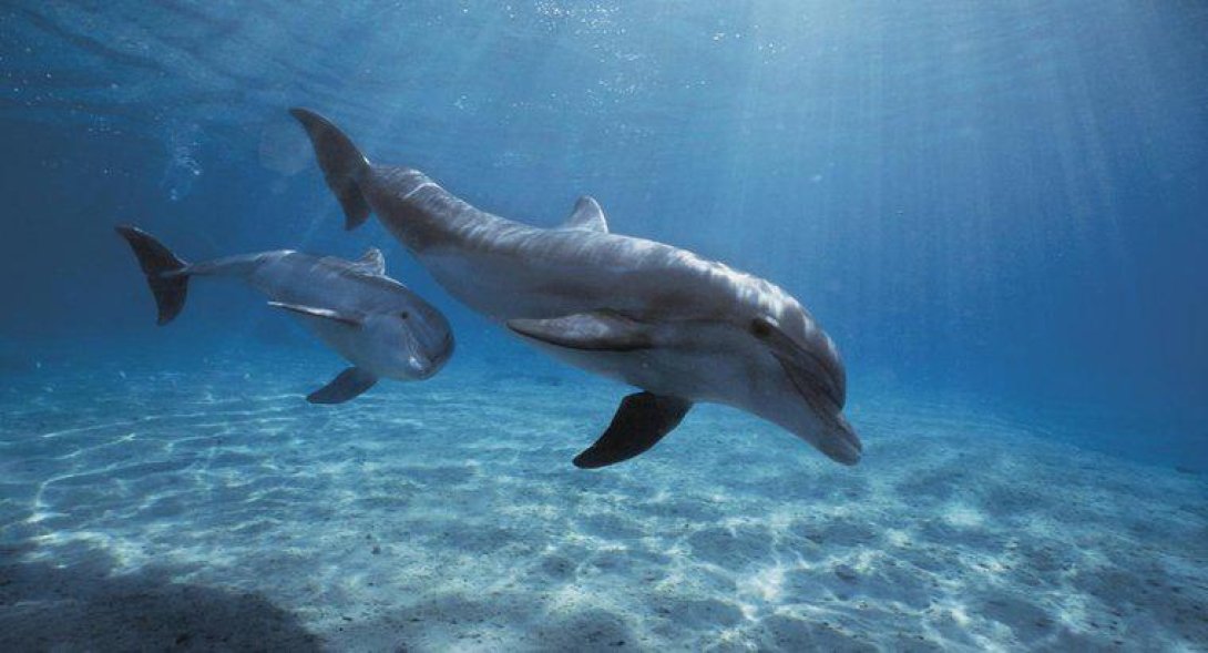 Delfines