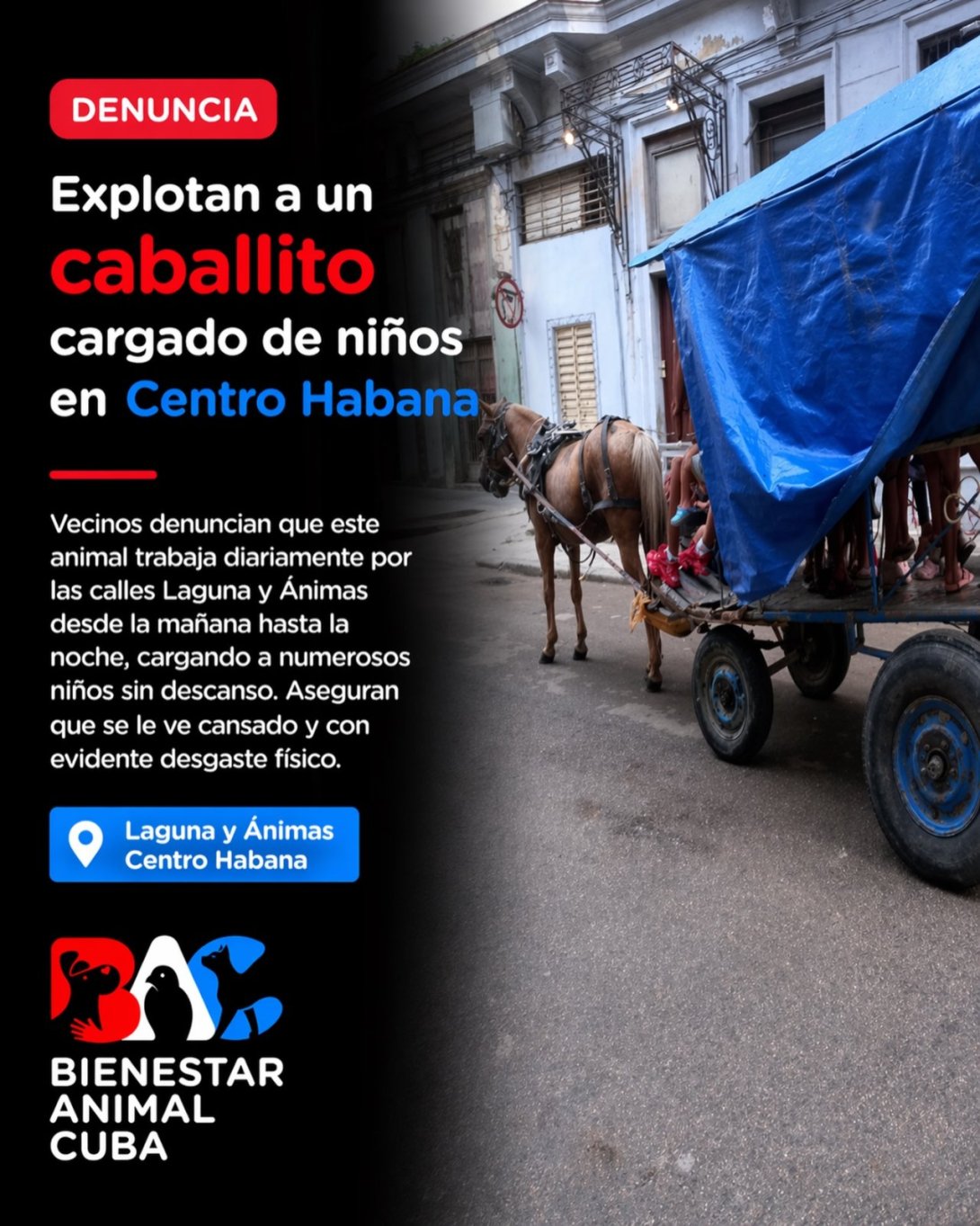 Denuncia de maltrato animal a un caballo en La Habana. Imagen tomada del perfil de Facebook de Bienestar Animal Cuba (BAC).