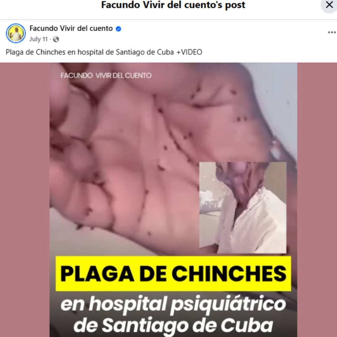 Cubanos denuncian en redes plagas de chinches