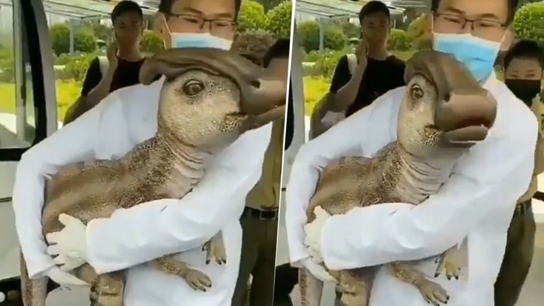 Una persona sostiene a un dinosaurio robot.