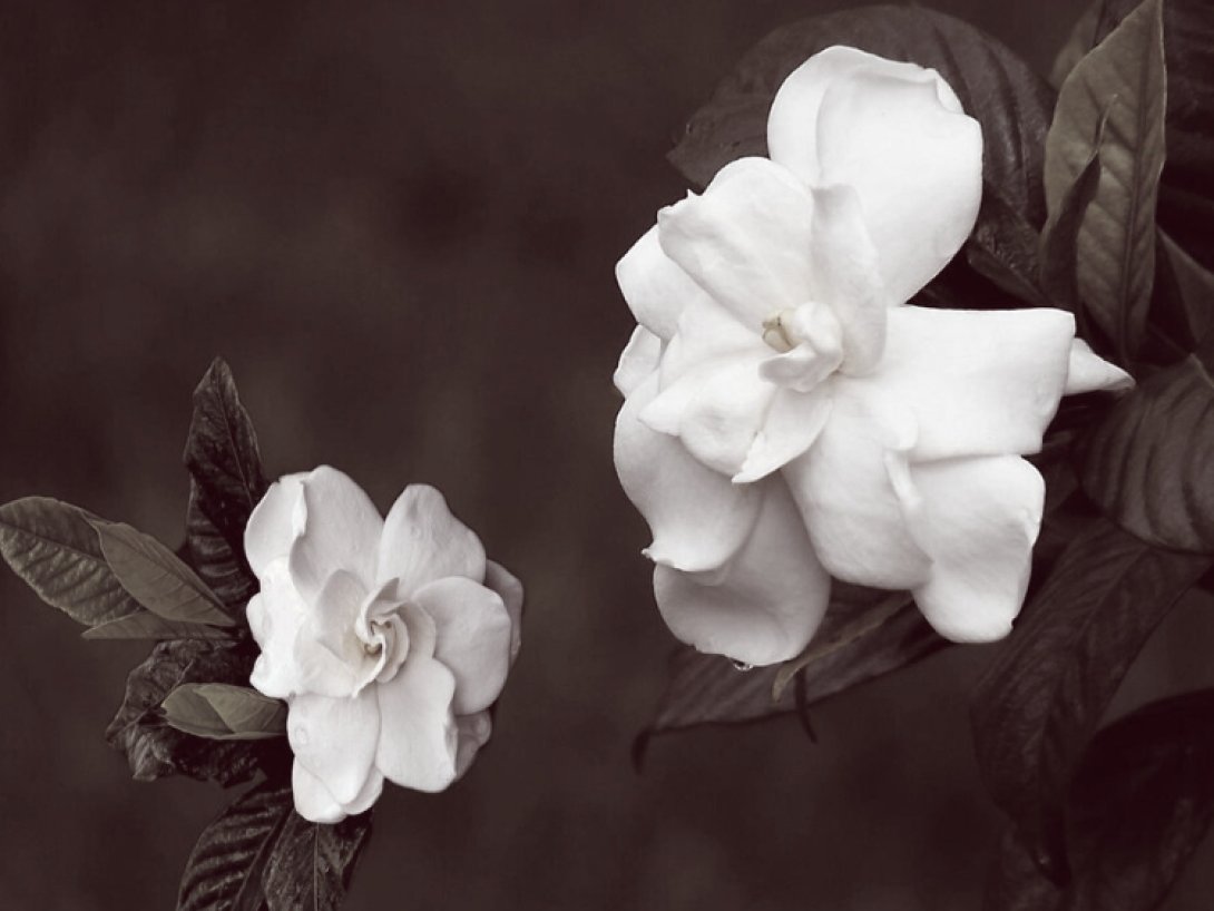 Foto de dos gardenias