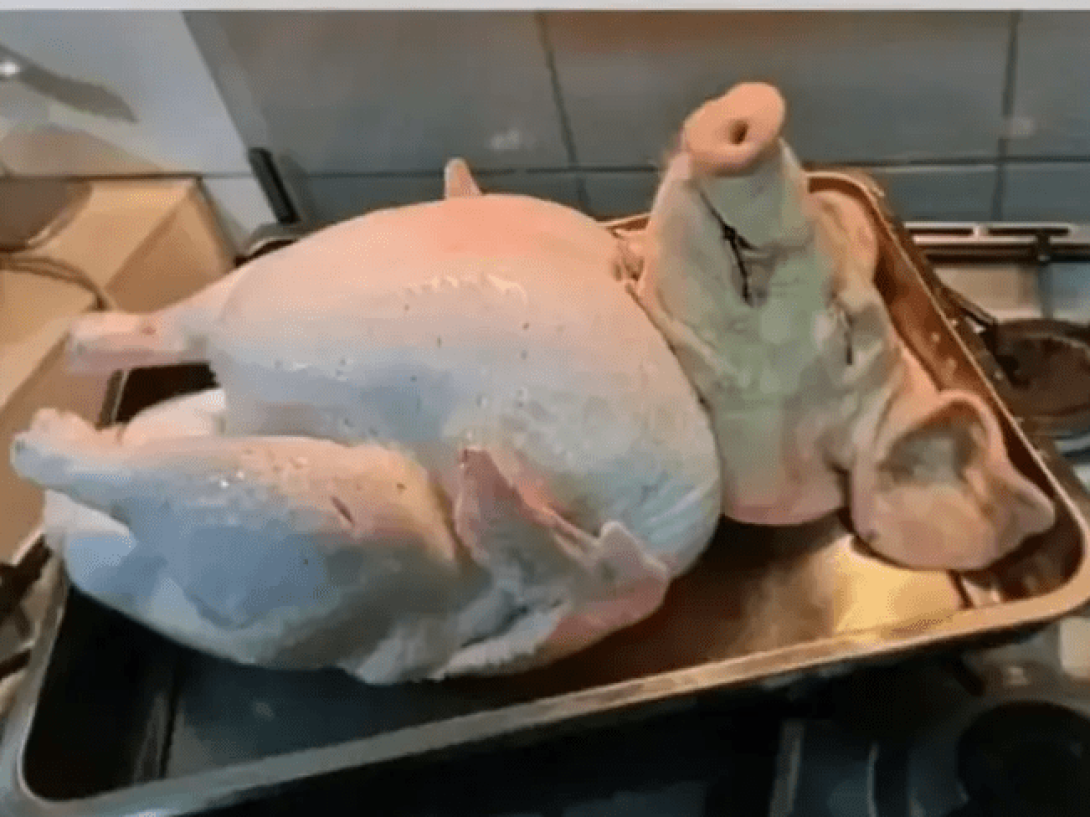 Cuerpo de pollo con cabeza de cerdo sobre el fogón.