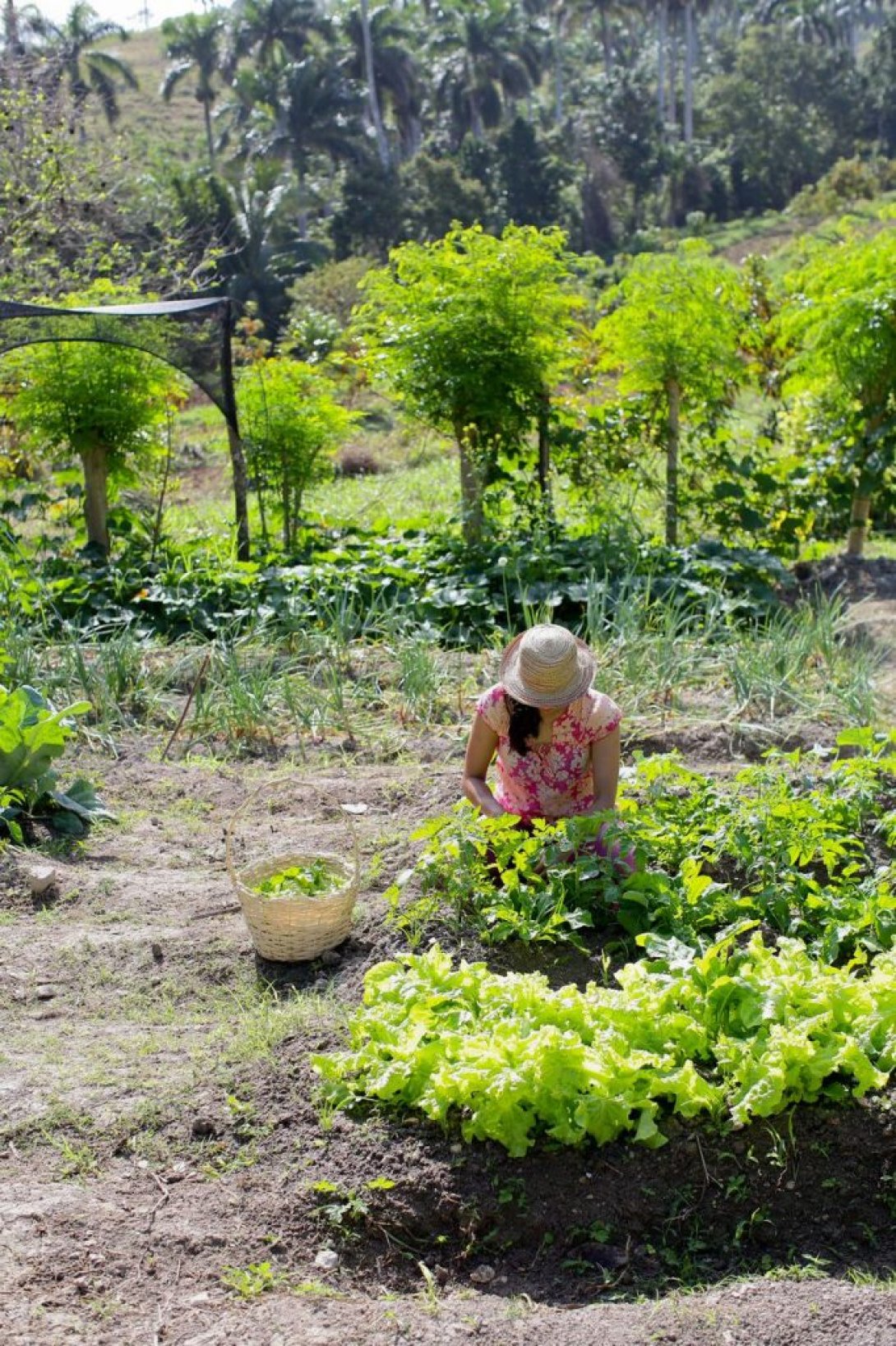 La chef nicaragüense Annabelle Cantarero Sánchez cultivando en la Finca Tungasuk en Artemisa, Cuba. Foto: tungasuk.com.