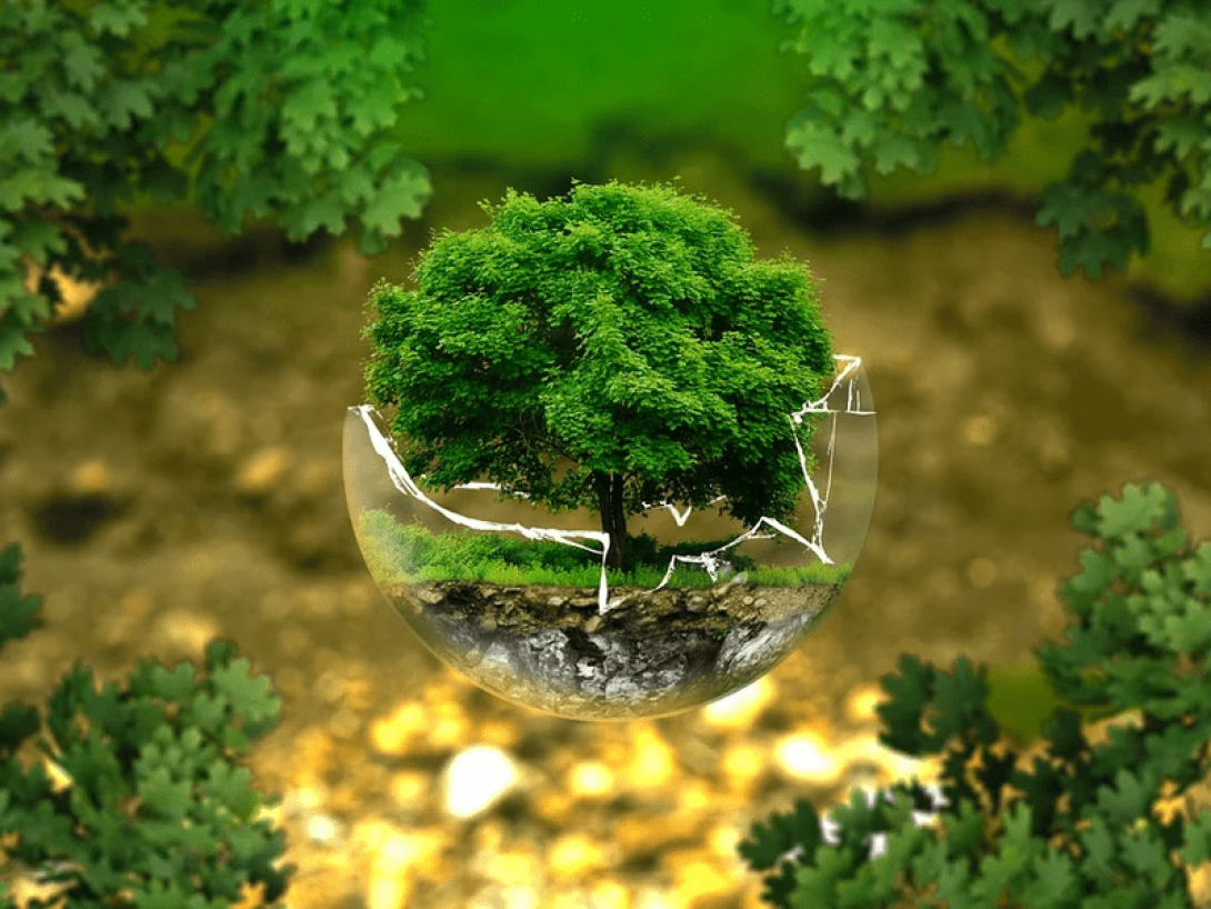 Árbol crece en esfera de cristal quebrada con bosque alrededor.