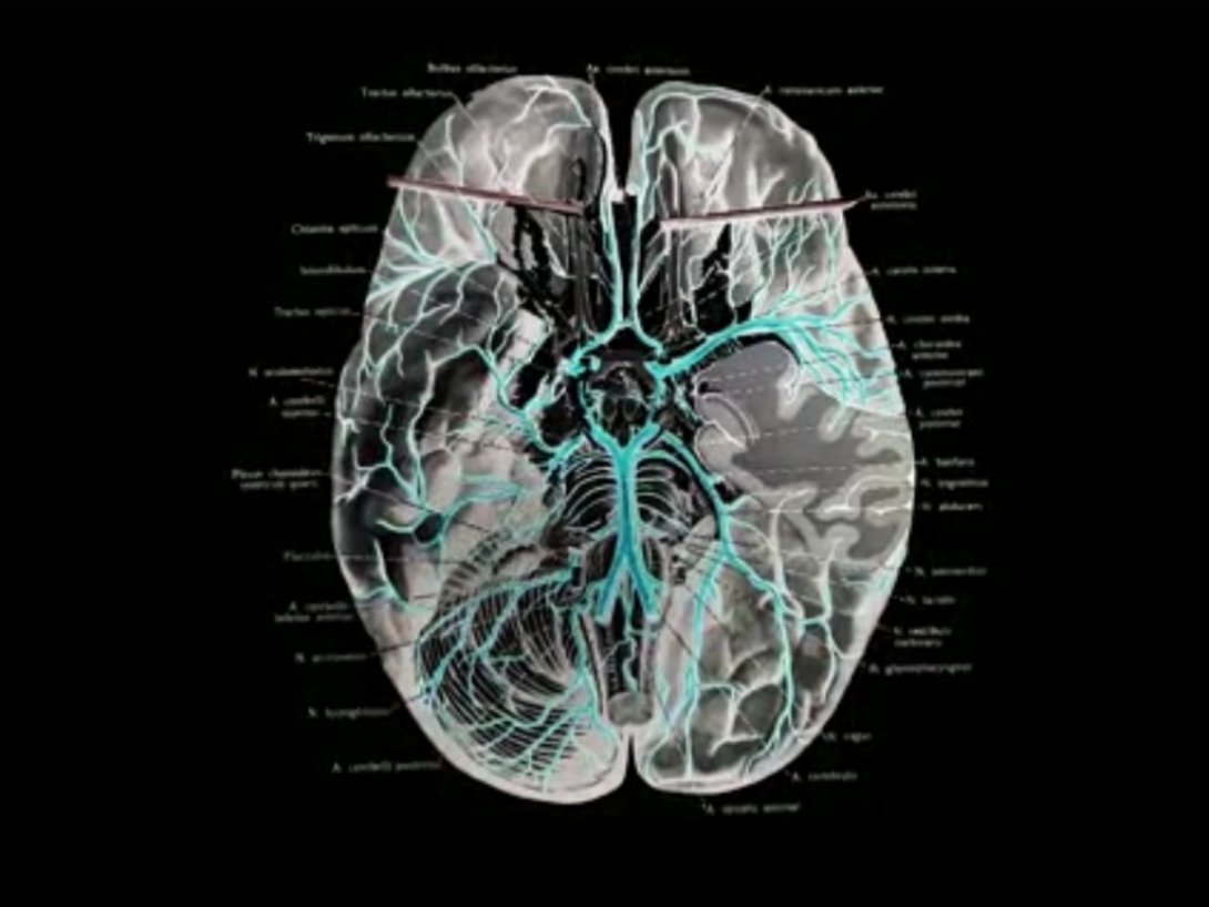 Habeas corpus. Exposición