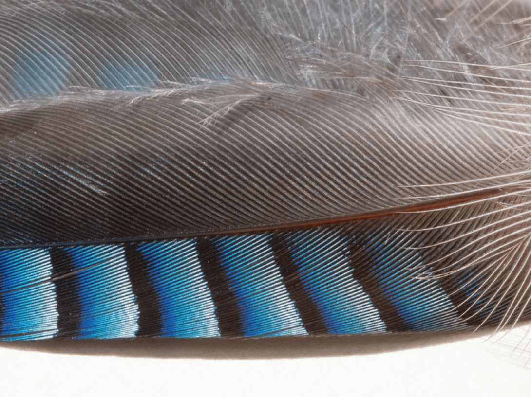Plumas.