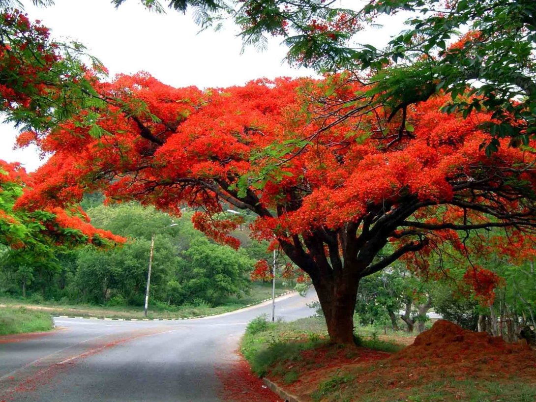 Flamboyán.
