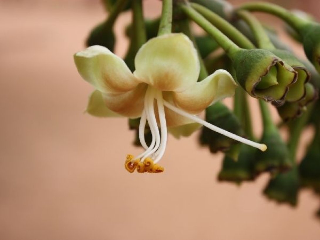 Flor blanca de ceiba en detalle.