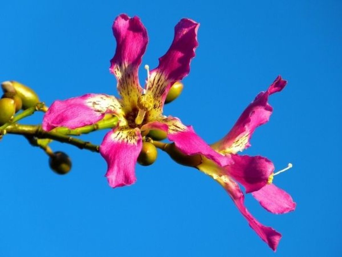 Flor de Ceiba speciosa, conocida como palo borracho, de vivos tonos rosados con centro amarillento. Especie emparentada con la ceiba (Ceiba pentandra), muy común en Sudamérica y apreciada por su valor ornamental.
