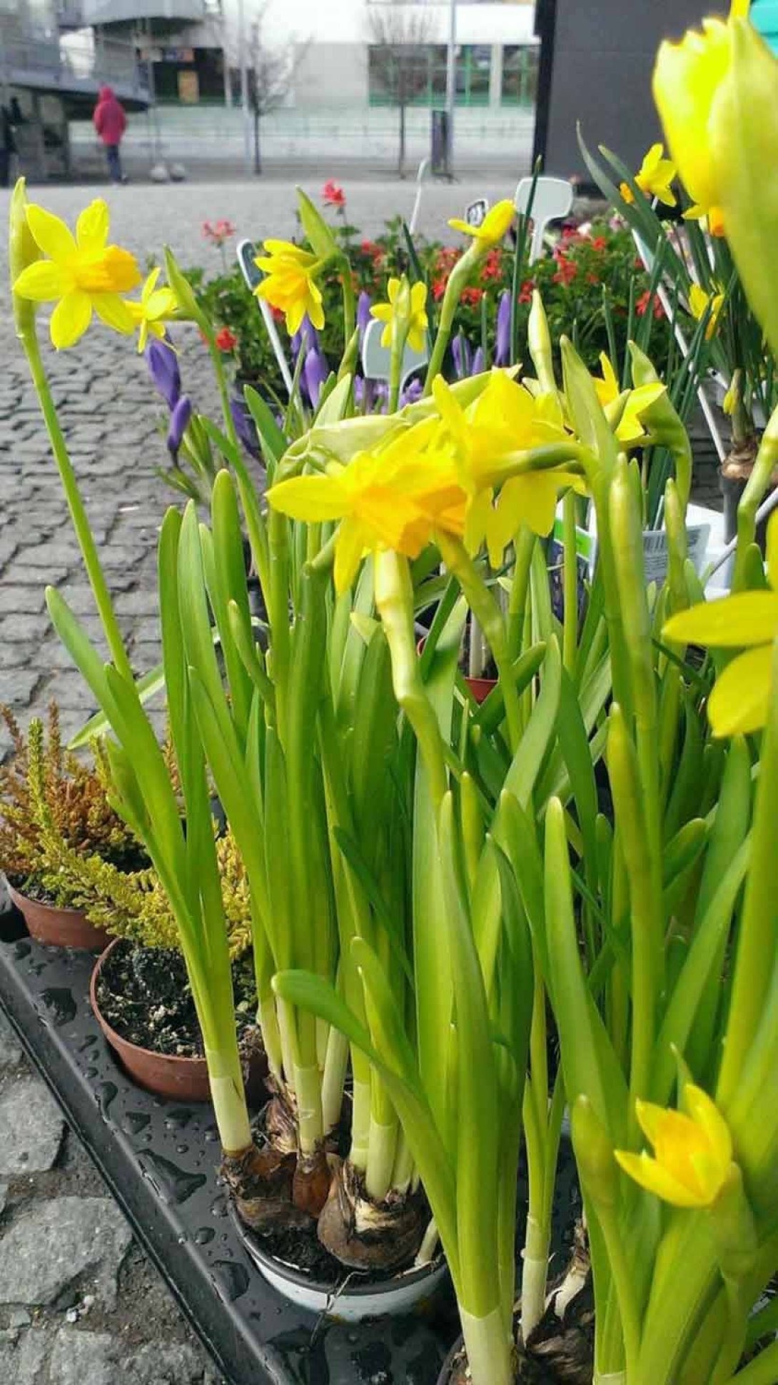 Flores amarillas. Foto: Francis Sánchez