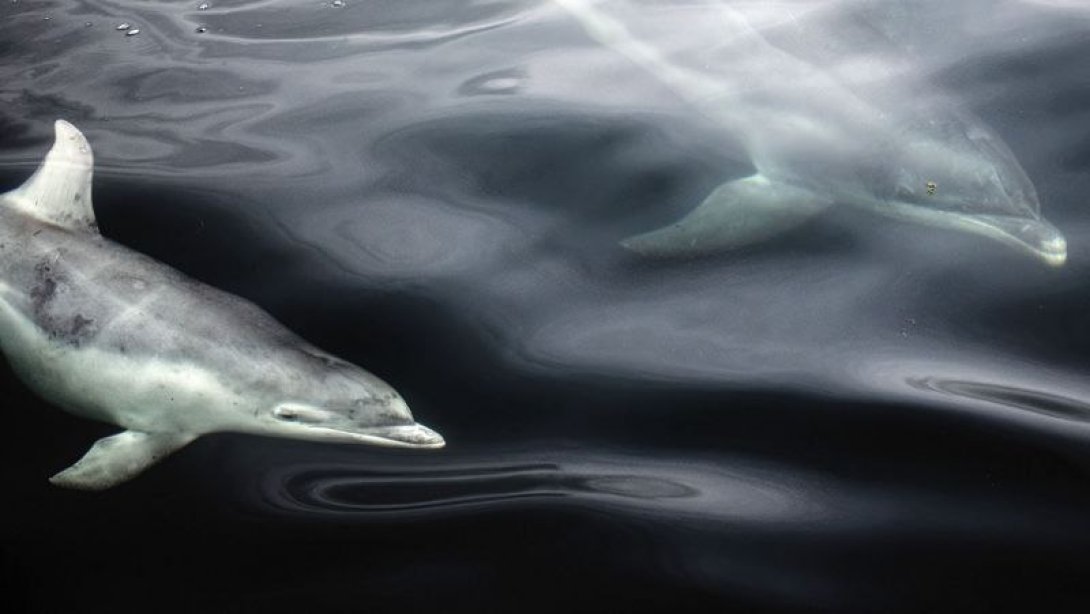 Siluetas de delfines.