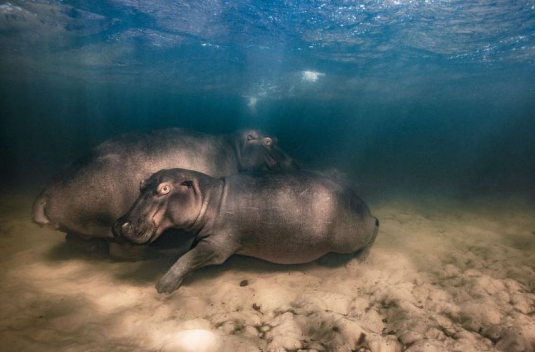 Hipopótamos bajo el agua.