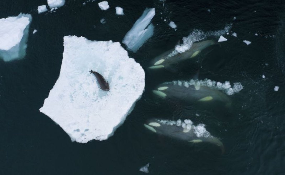 Orcas cazando