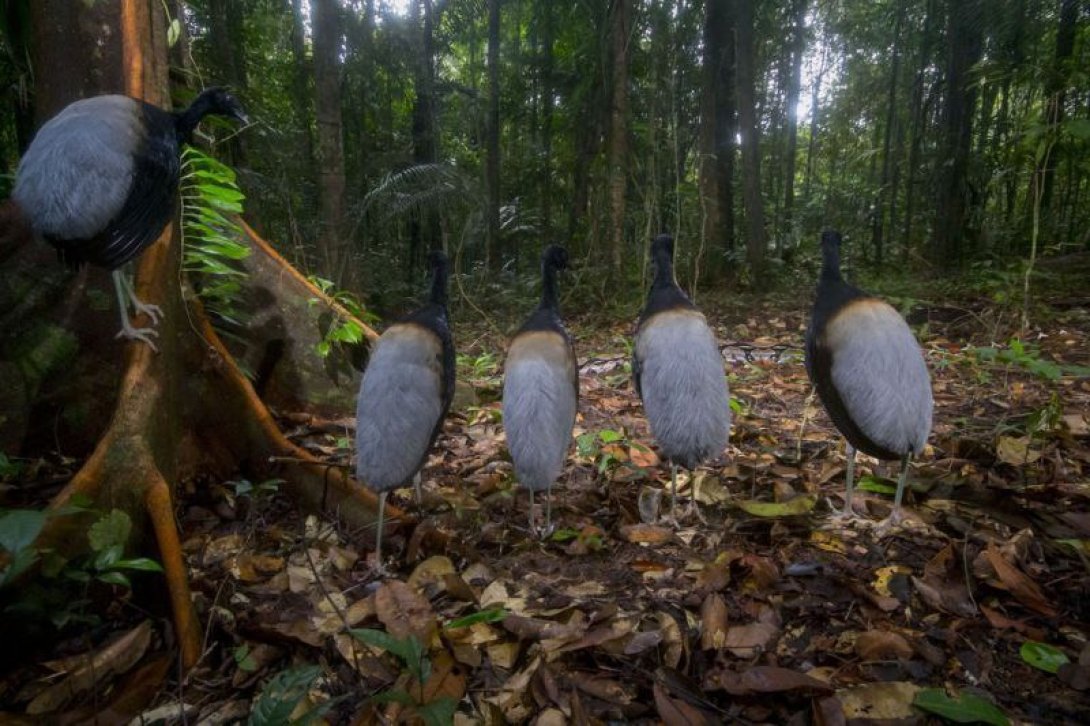 Aves observan una serpiente.