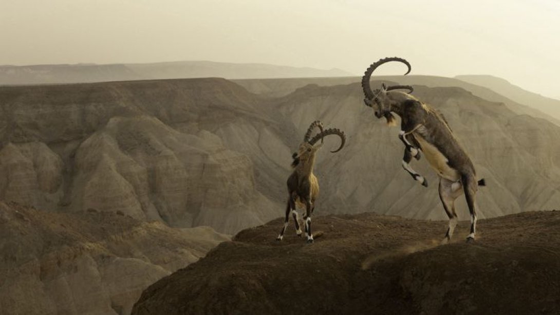 Dos cabras al borde de un abismo.