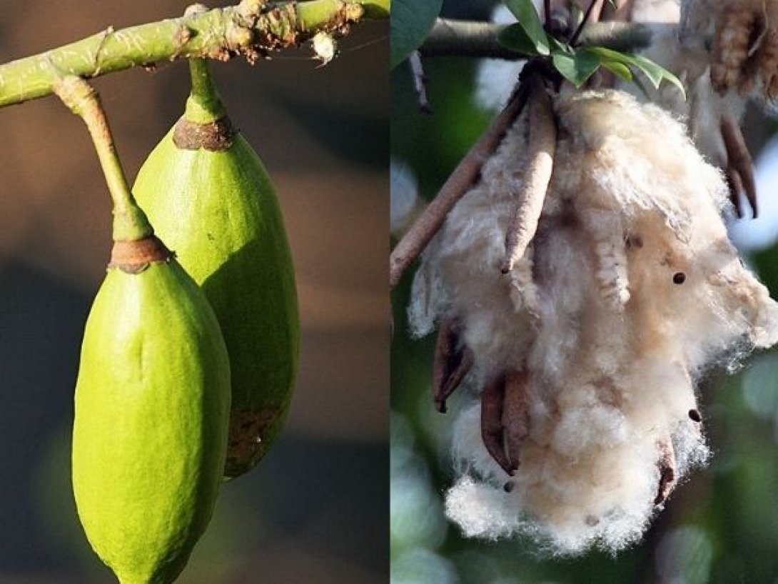 Frutos de la Ceiba pentandra, uno cerrado y otro abierto mostrando semillas negras y fibra kapok.