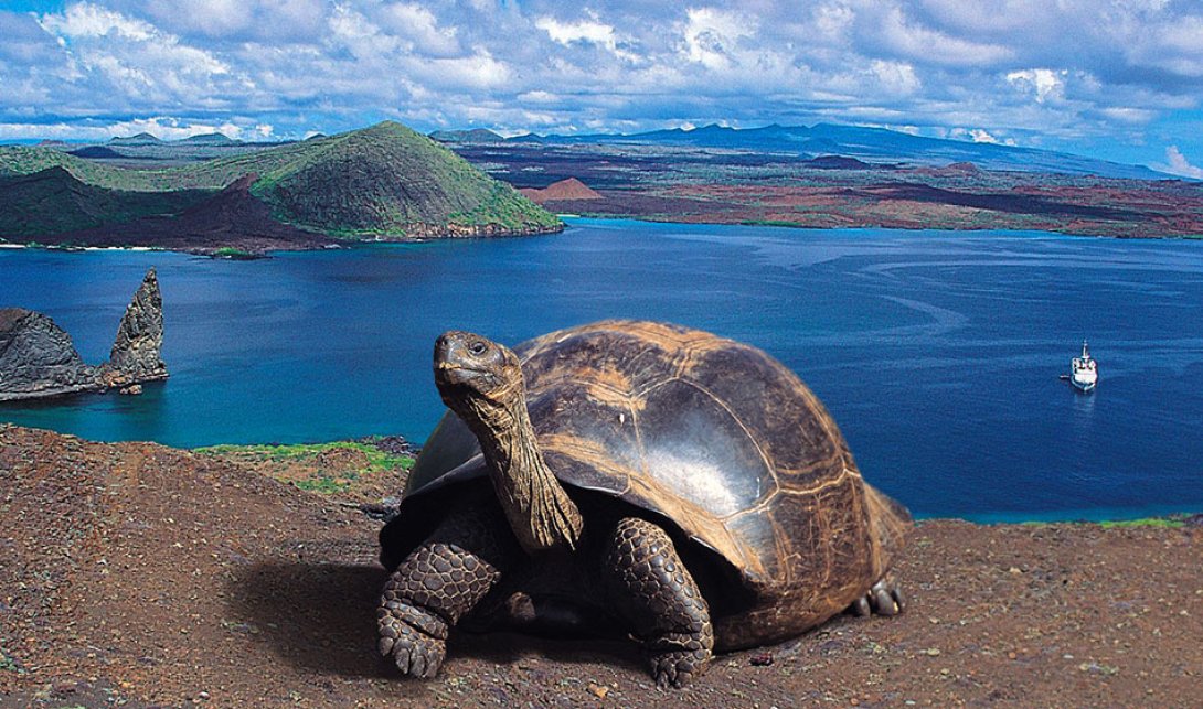 Tortuga gigante de las Islas Galápagos.