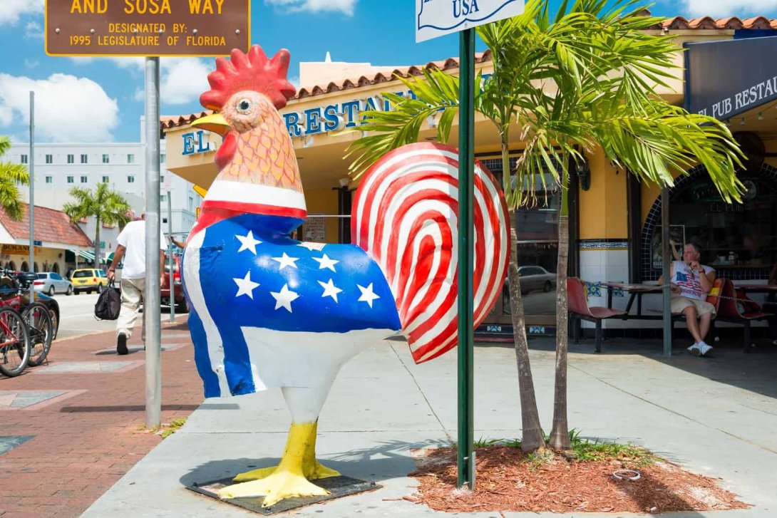 Un gallo "yuma" en Miami.