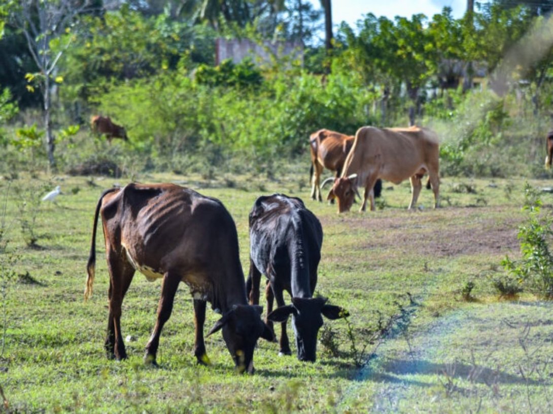 Ganado vacuno en mal estado en Las Tunas. Foto: Kaloian Santos (OnCuba).