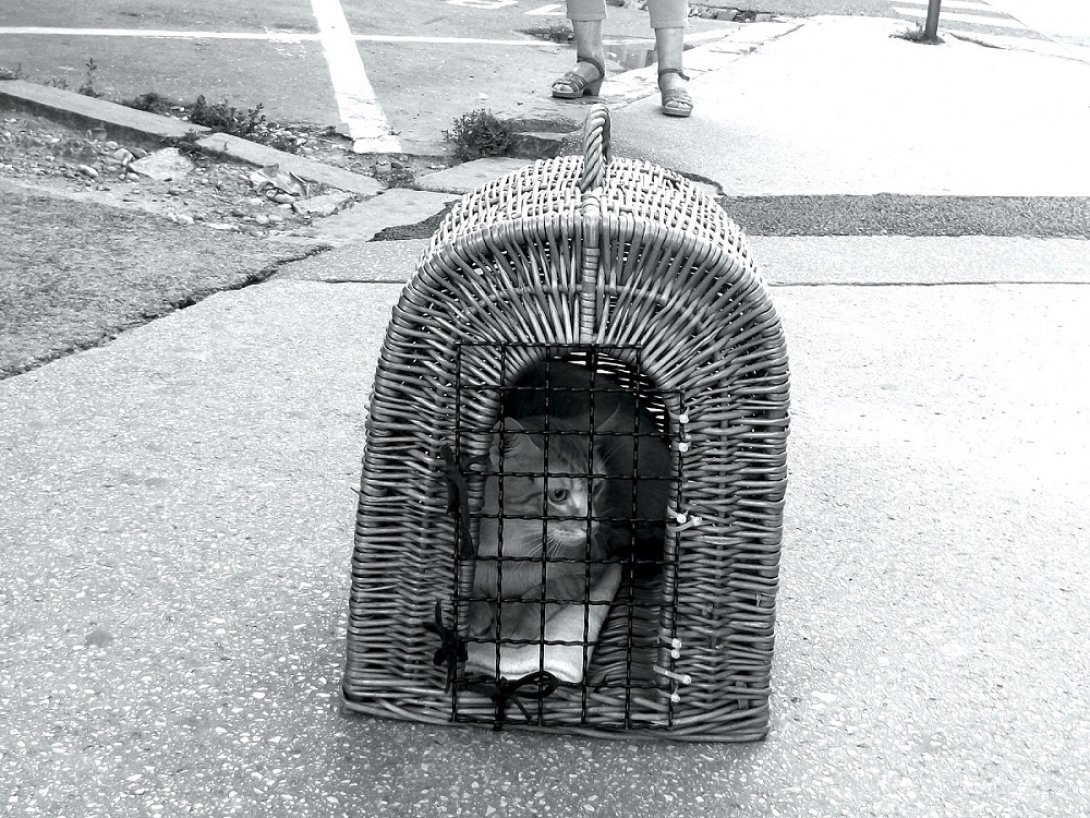 Gato encerrado en jaula de mimbre en la calle