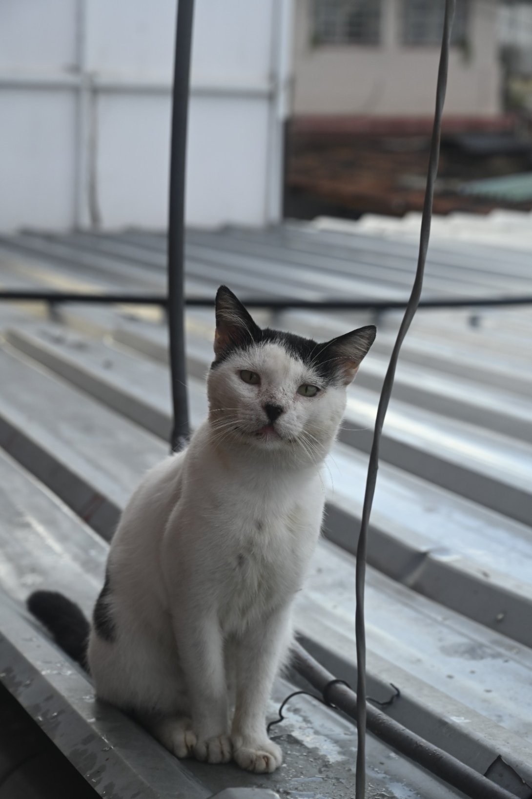 Gatos en Cuba.