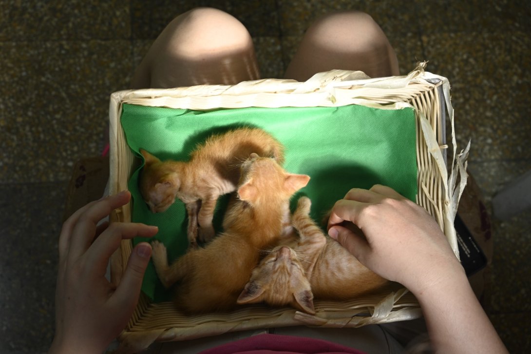 Gatos en Cuba.