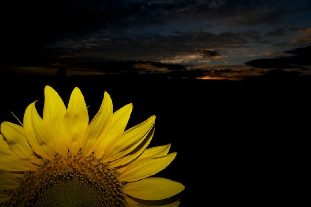 Girasol en la noche.