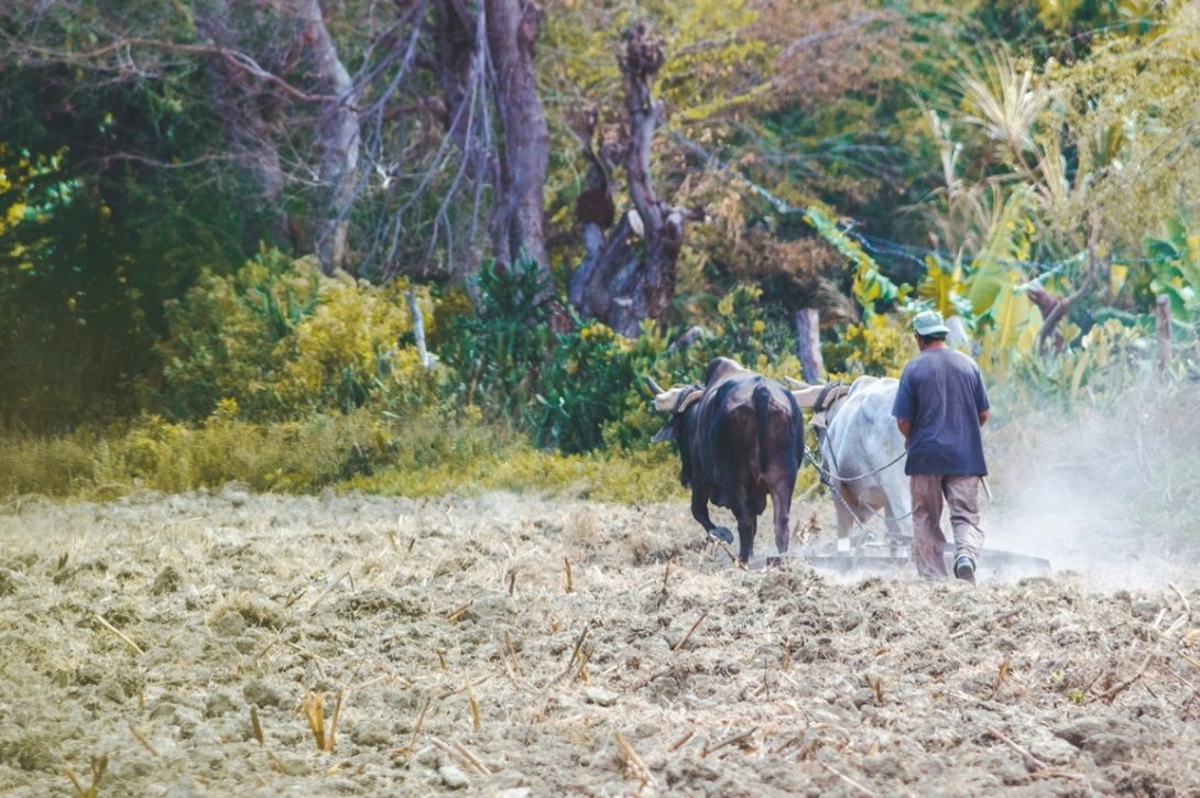 hombre-arando-con-yunta-de-bueyes