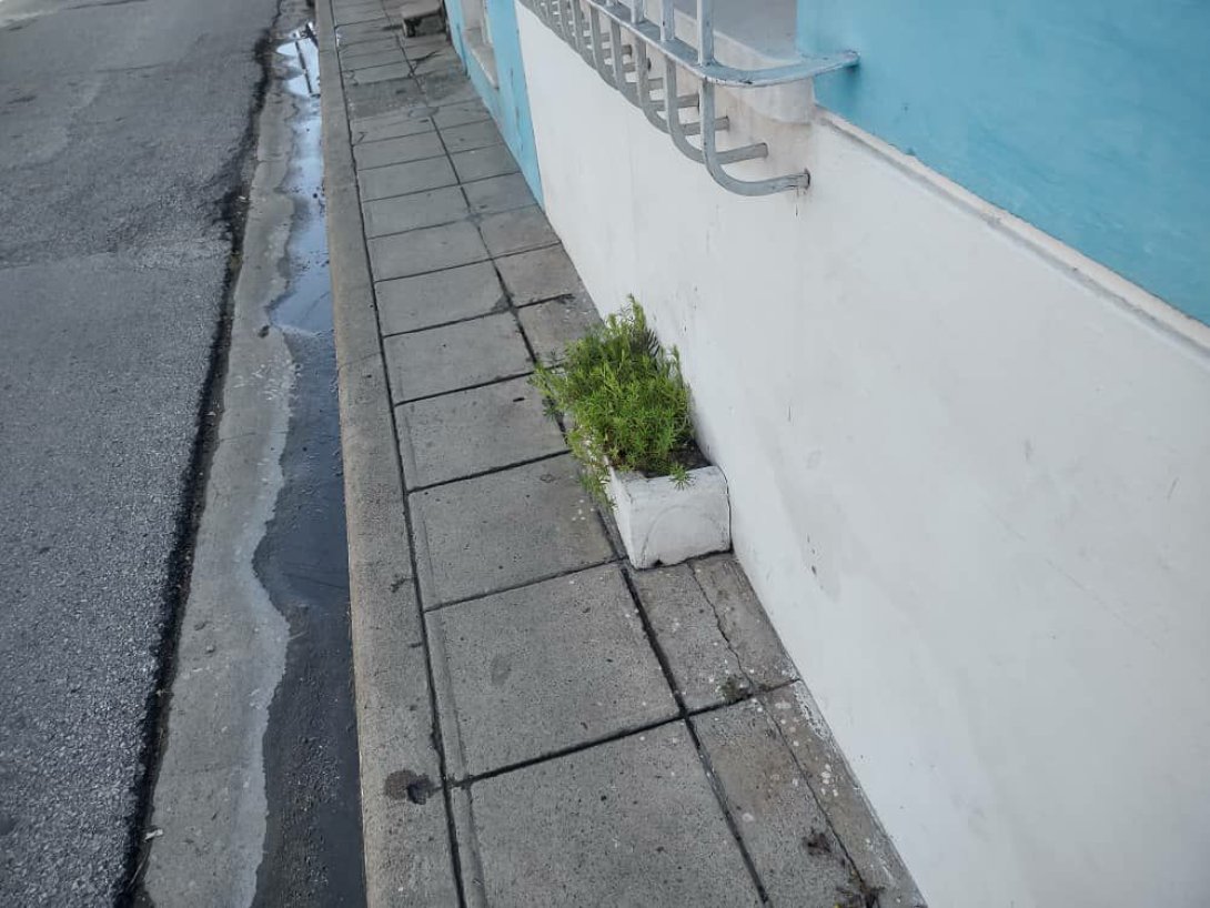 Cantero con una planta en una acera de la ciudad de Camagüey.