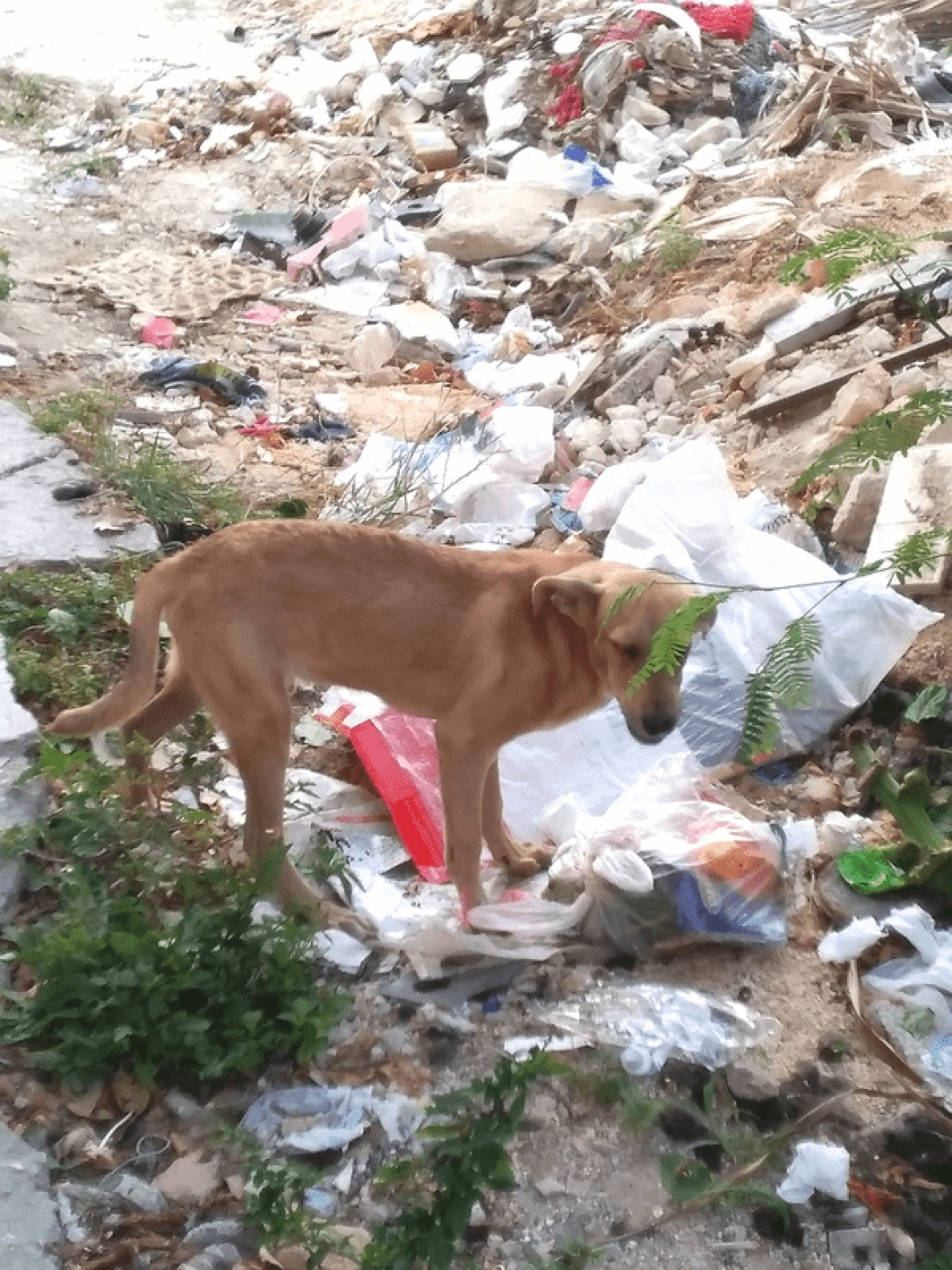 Perro husmeando por comida en la basura.