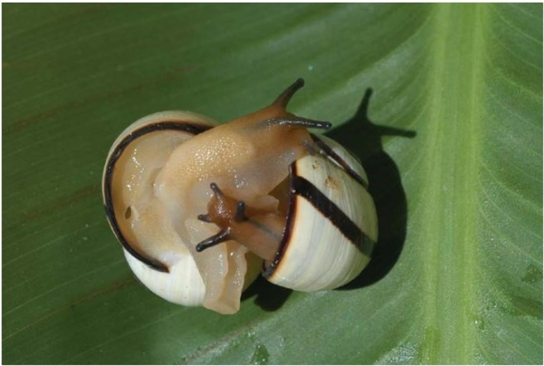 Cortejo de la Polymita picta fuscolimbata. Foto de Julio A. Larramendi.