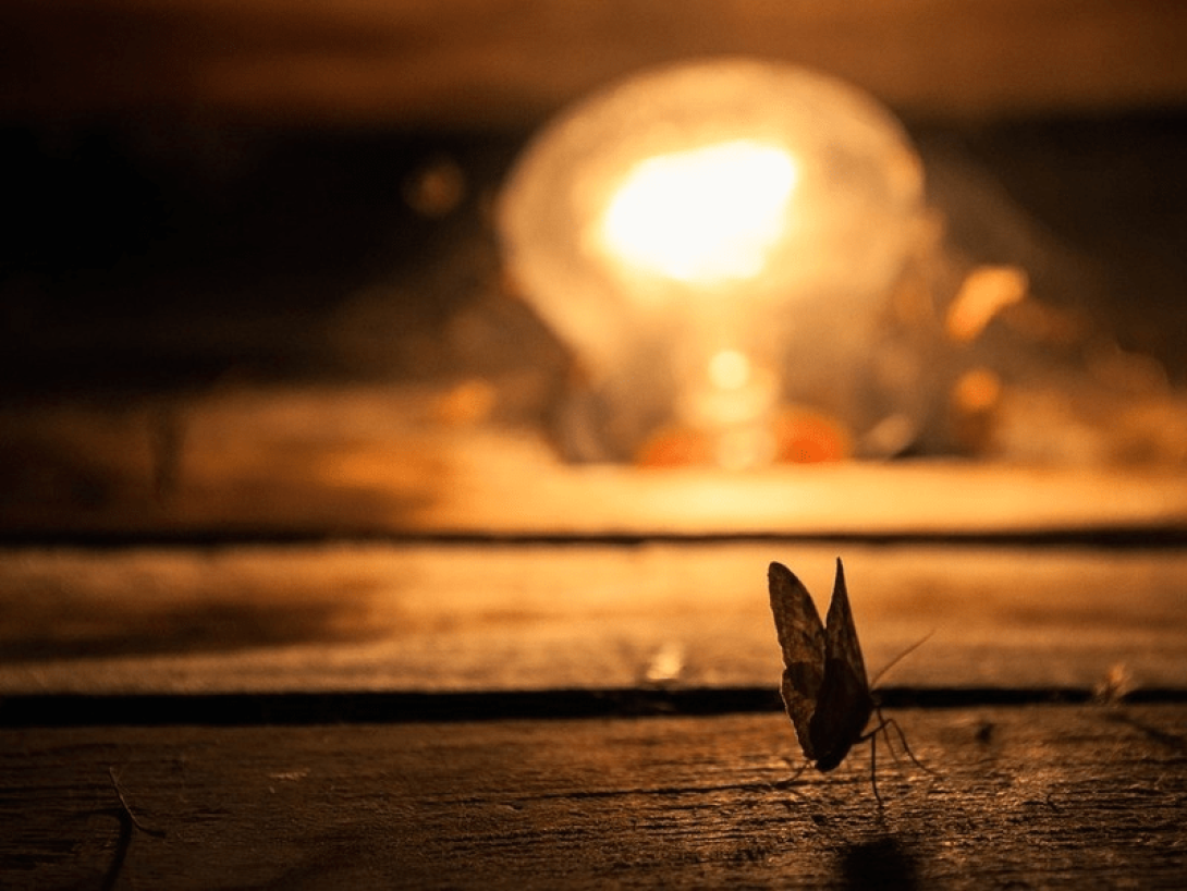 Mariposa posada en el suelo a la sombra de un bombillo.