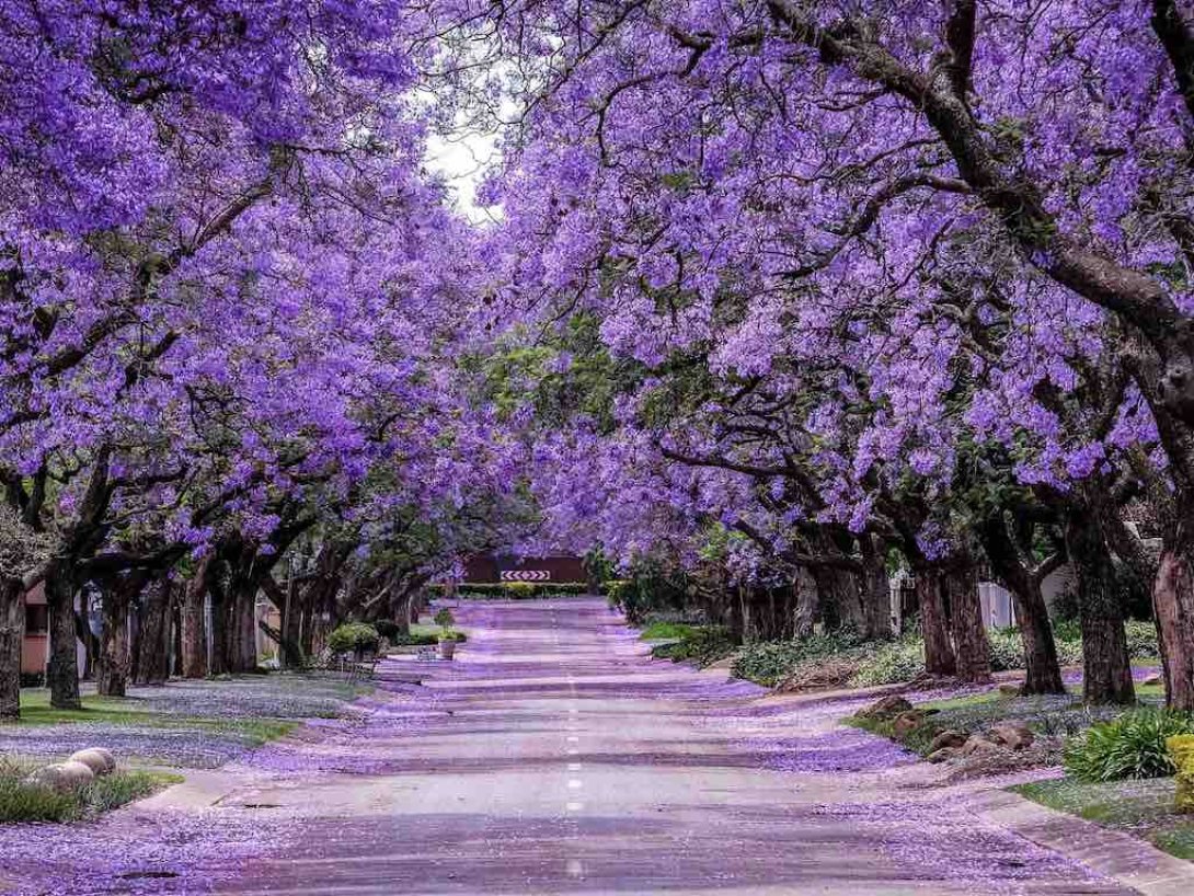 Jacaranda.