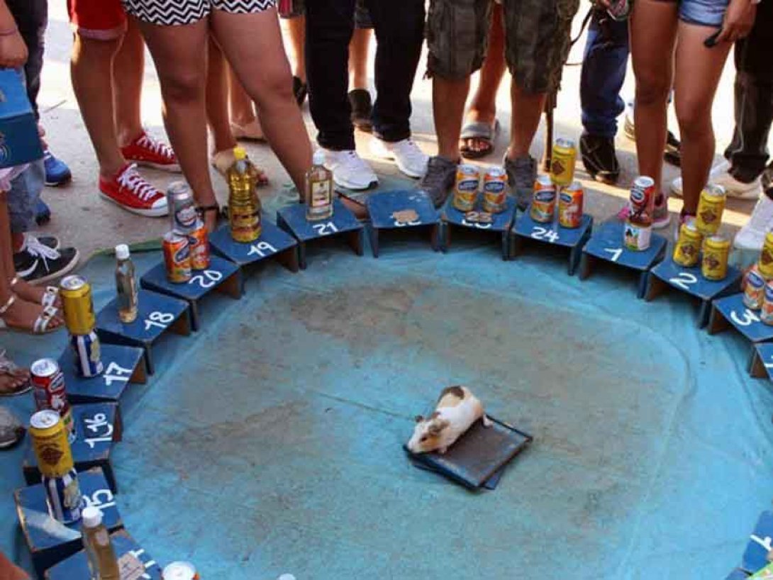 Juego de azar con curiel. Foto: Francis Sánchez