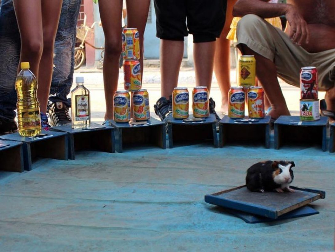 Roedor usado en juego de azar. Foto: Francis Sánchez