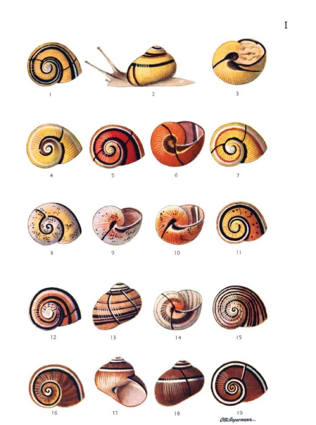 Polimita picta picta. Ilustración de Otto Siepermann para la publicación "El género Polymita" de Carlos de la Torre y Huerta (Memorias de la Sociedad Cubana de Historia Natural “Felipe Poey”, Vol. XX, Nro. 1, 26 Agosto de 1950).