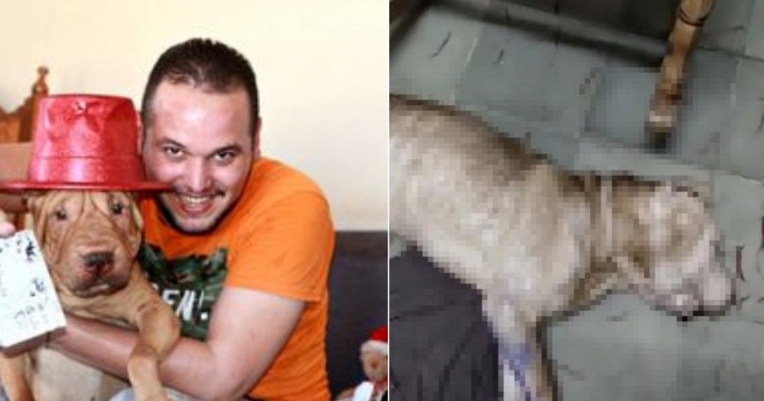 Javier Larrea, fundador de Bienestar Animal Cuba, y uno de sus perros envenenados presuntamente por la Seguridad del Estado en Santa Clara en 2021. Collage tomado de CiberCuba.