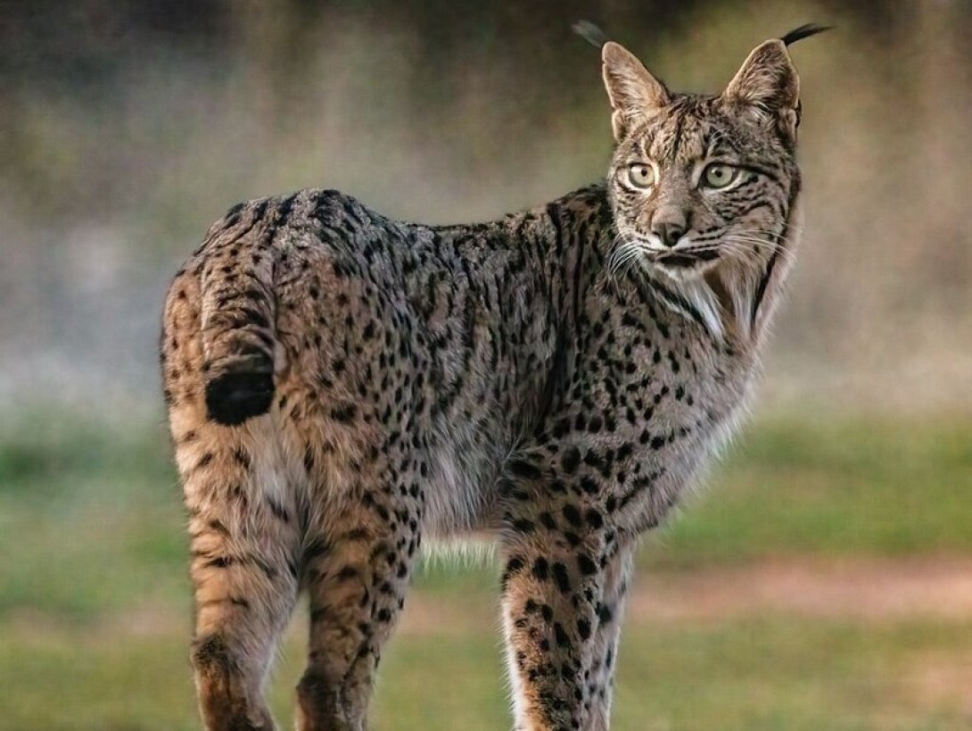 Lince ibérico 
