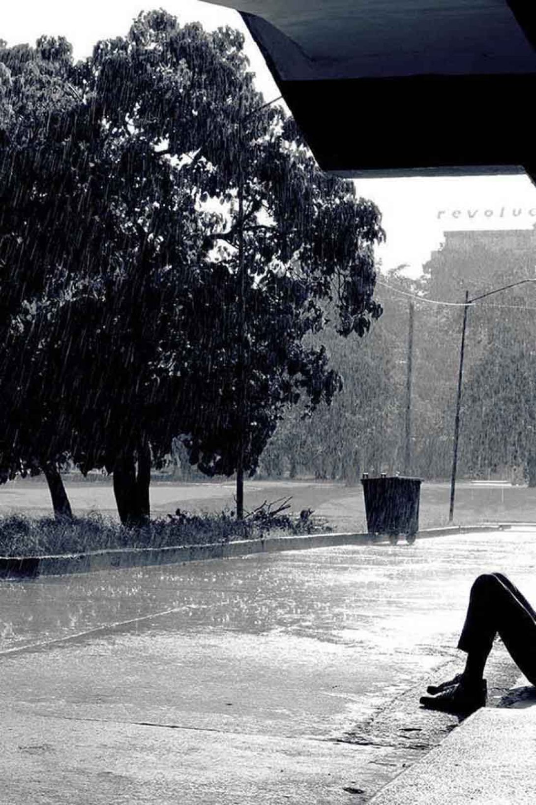 Árboles bajo la lluvia