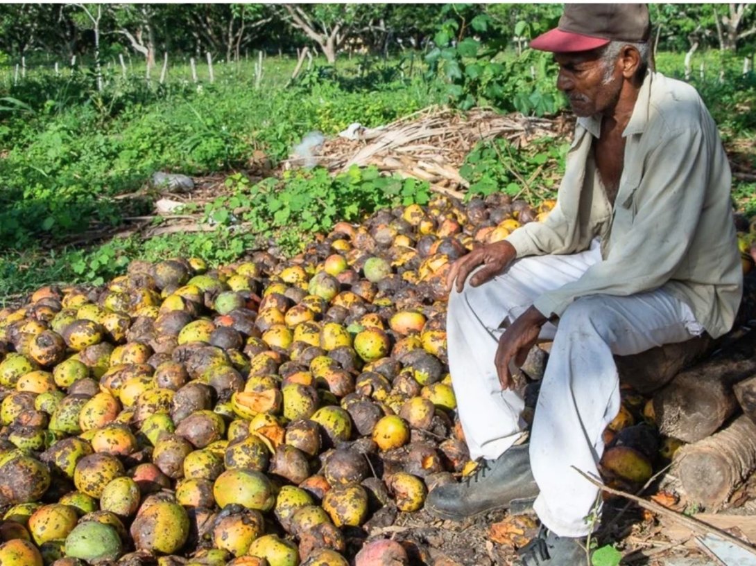 Campesino cubano observa su cosecha de mangos mientras se pudre. Foto: Periódico "Adelante".