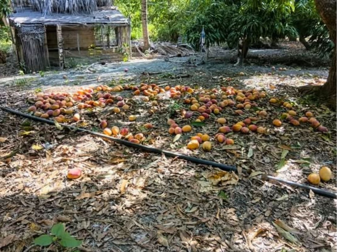 Cosecha de mangos dañada en la Finca Río Seco del campesino Aparicio Samón Leyva, en Guantánamo (julio de 2026).